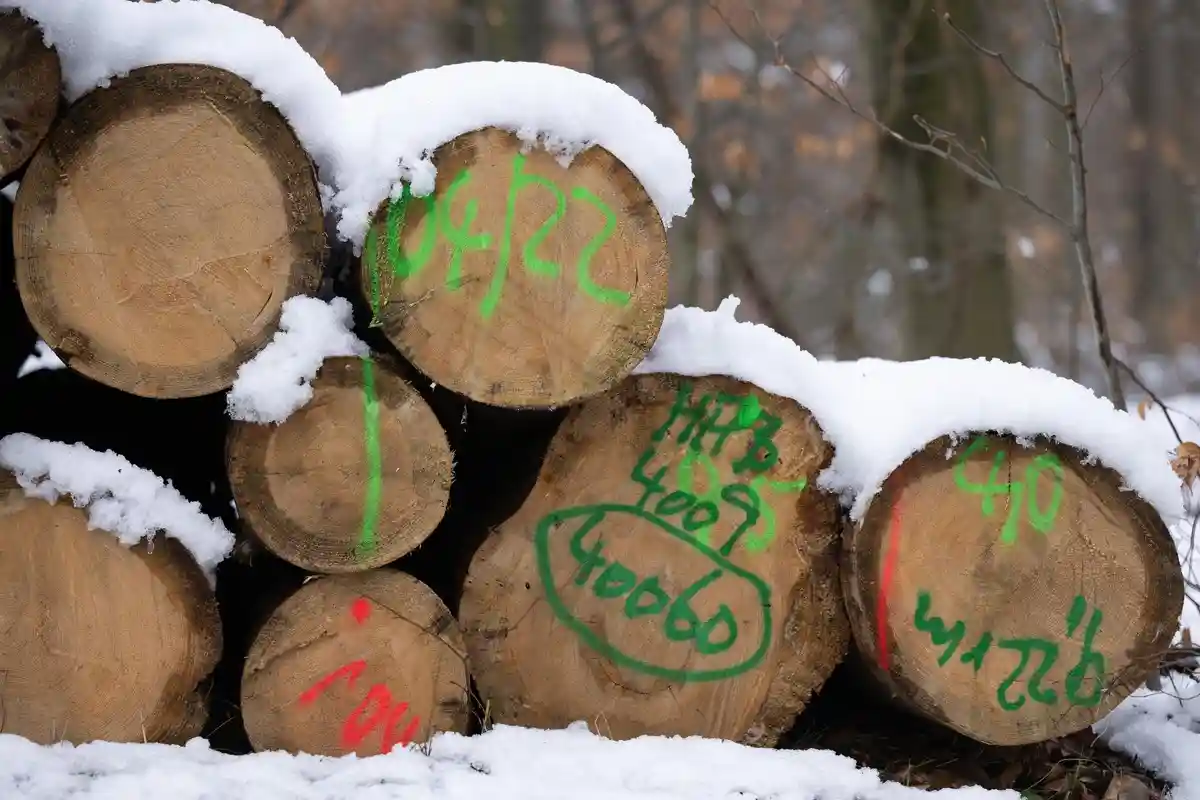 Ценная древесина Саксонского леса подает