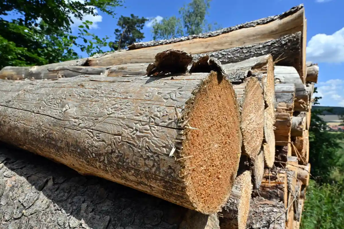 Рейнланд-Пфальц введет маркировку древесины