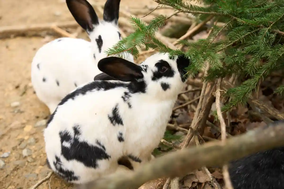 45 конфискованных кроликов обрели новый дом в Ландау