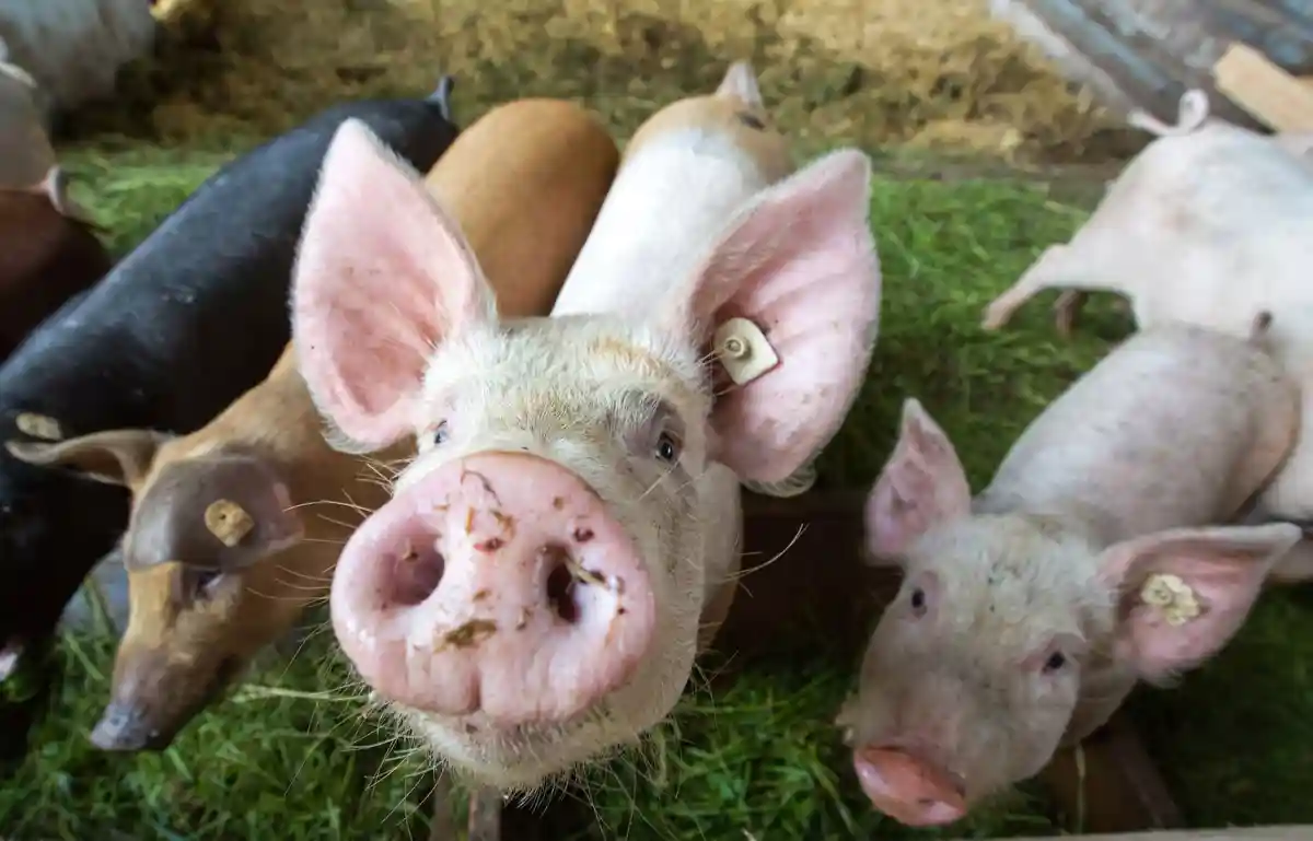 Сотрудник скотобойни из Бамберга украл около 200 свиней