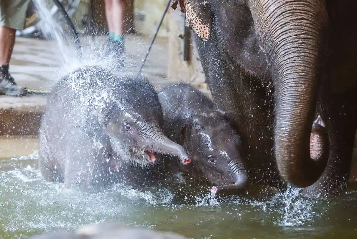 Потомство слонихи окрестили в зоопарке Лейпцига