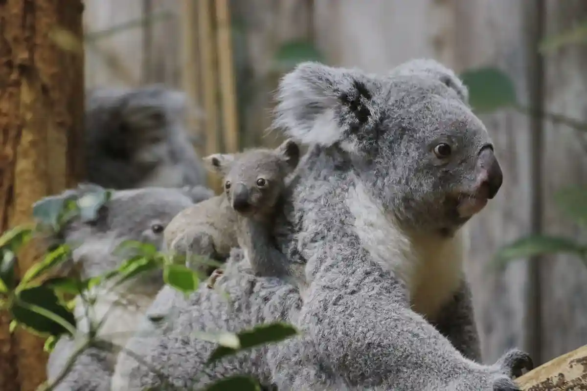 Маленькая коала в зоопарке Дуйсбурга
