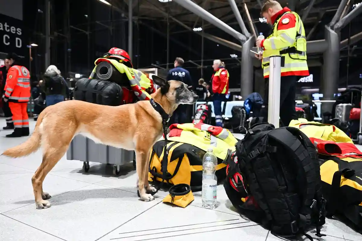 Собака-спасатель и спасательные службы