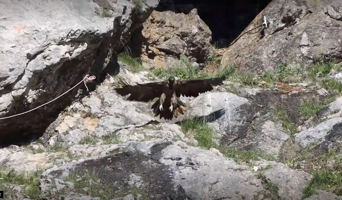 Юные грифы Дагмар и Рекка пережили зиму на воле в горах