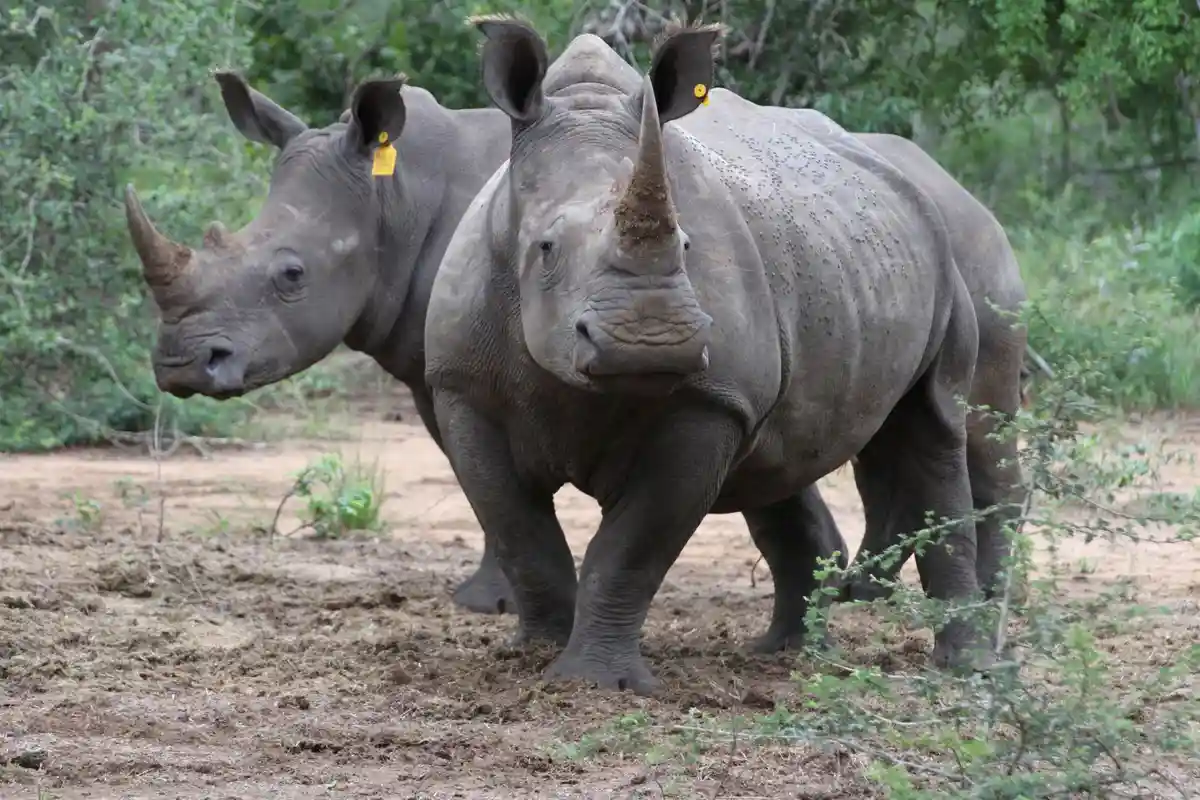 В Ботсване снизилось браконьерство: носороги закончились