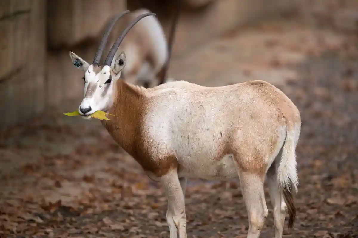 Зоопарк Хеллабрунн обзавелся новым самцом антилопы