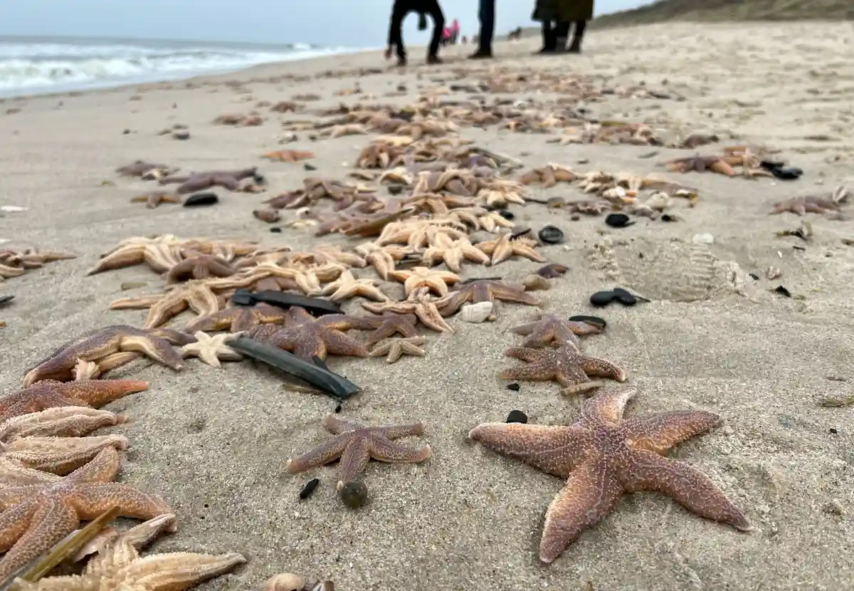 Морская звезда на пляже Зюльта
