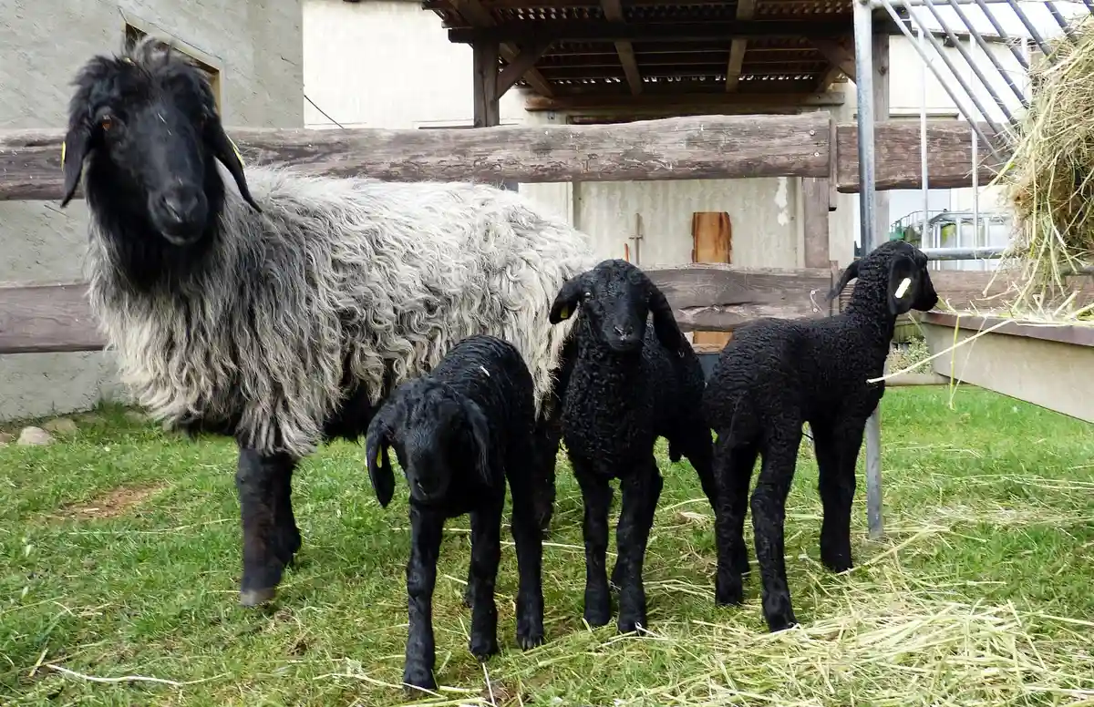 Каракульские овцы