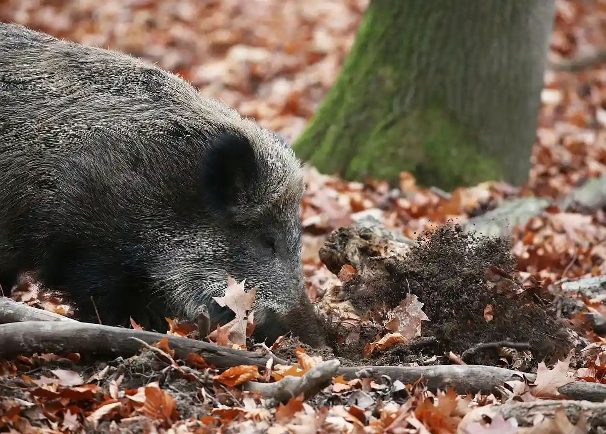 Как немецкие собаки помогают бороться с чумой свиней