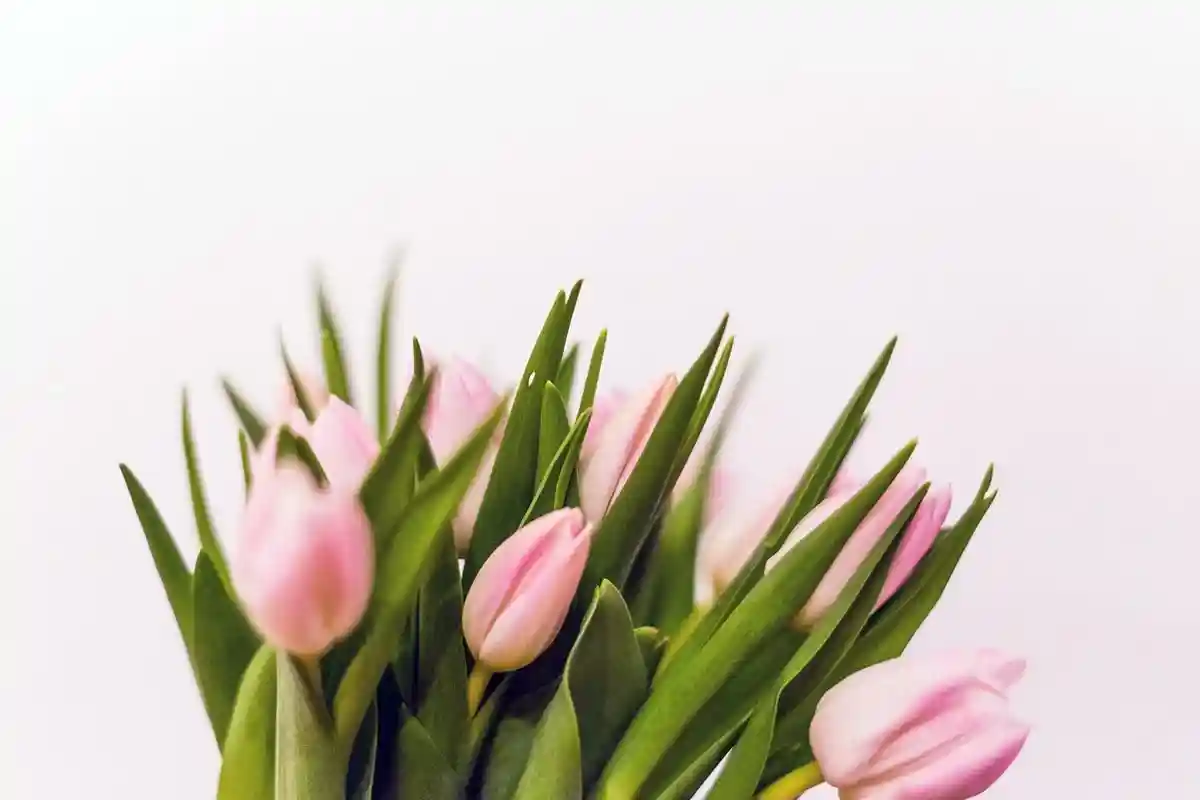 6 советов, как сохранить свежесть тюльпанов. Фото: unsplash.com