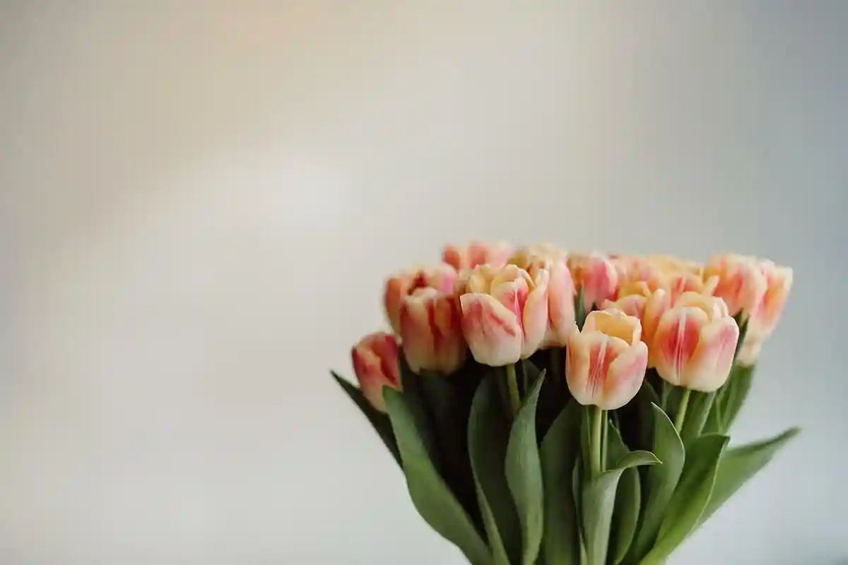 6 советов, как сохранить свежесть тюльпанов