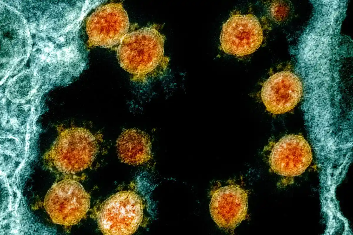 Коронавирус - микроскопическое изображение