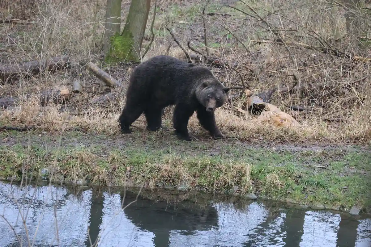 Медвежий парк Ворбис