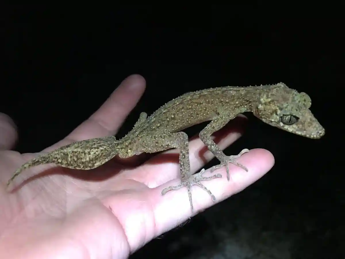 В Австралии обнаружен мини-дракон: новый вид геккона