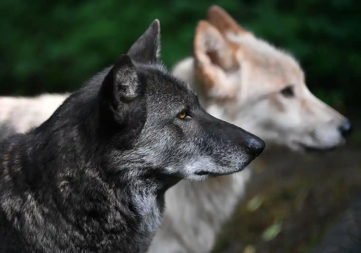 Гибриды волка в Тюрингии