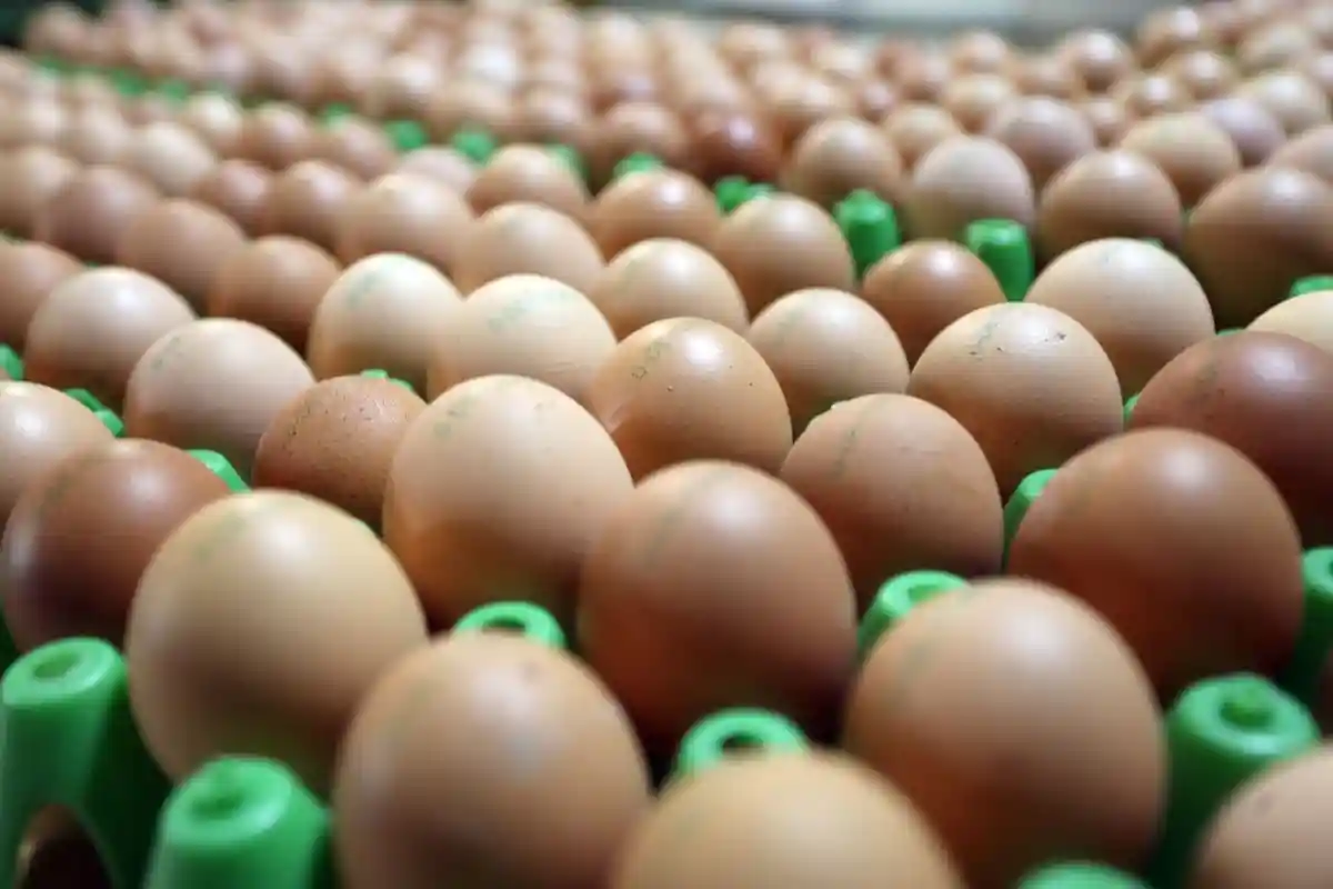 Яйца органического производства