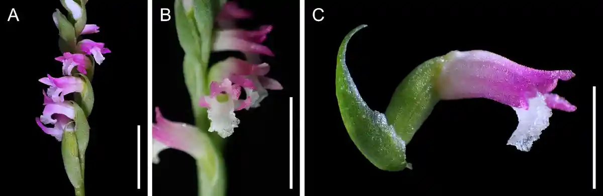 Новый вид орхидей обнаружен в Японии