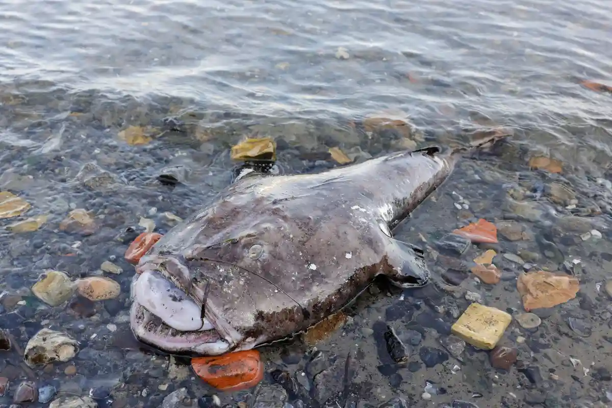Мертвая рыба-рыболов на берегу Киля