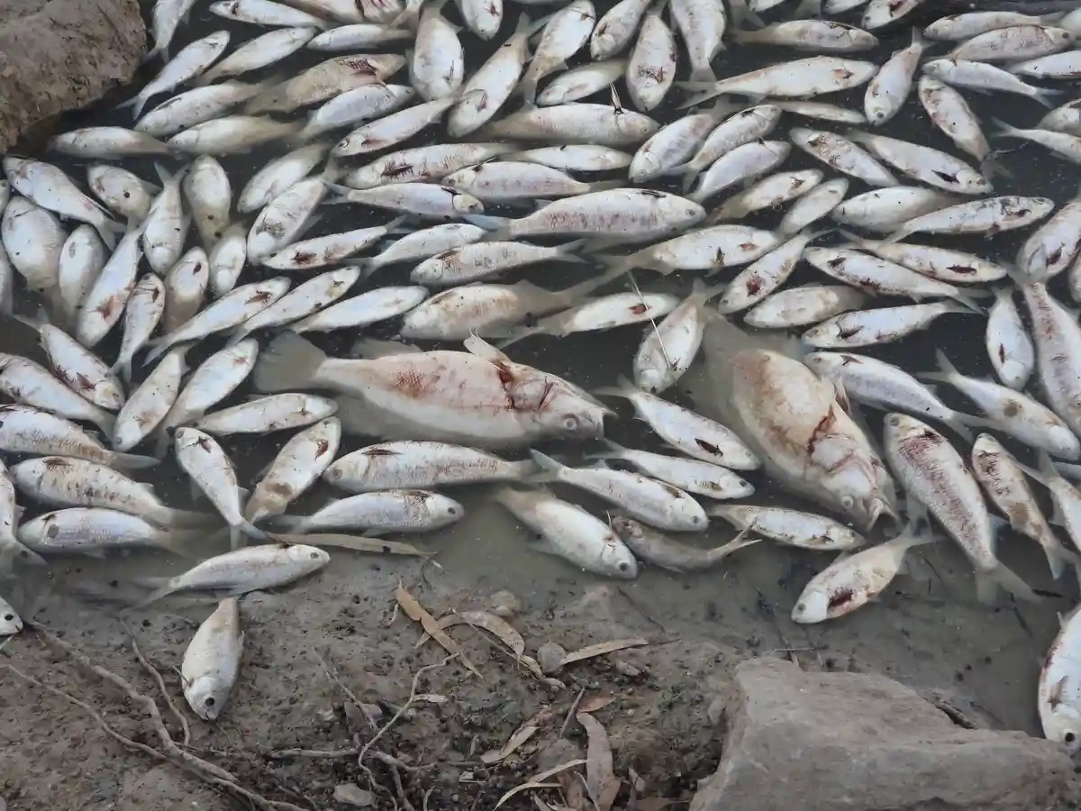 Недостаток кислорода привел к гибели рыбы