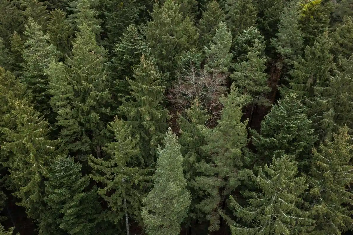 "Самый естественный защитник климата": Дни леса в Гессене