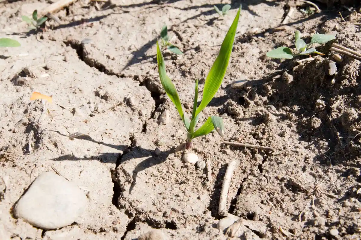 Почвы NRW восстанавливаются после стресса засухи