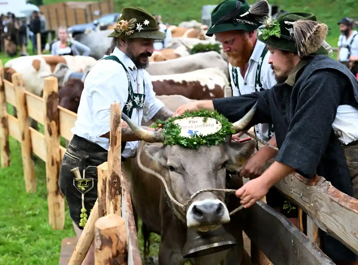Попытка установить рекорд по количеству коровьих колокольчиков в Алльгау