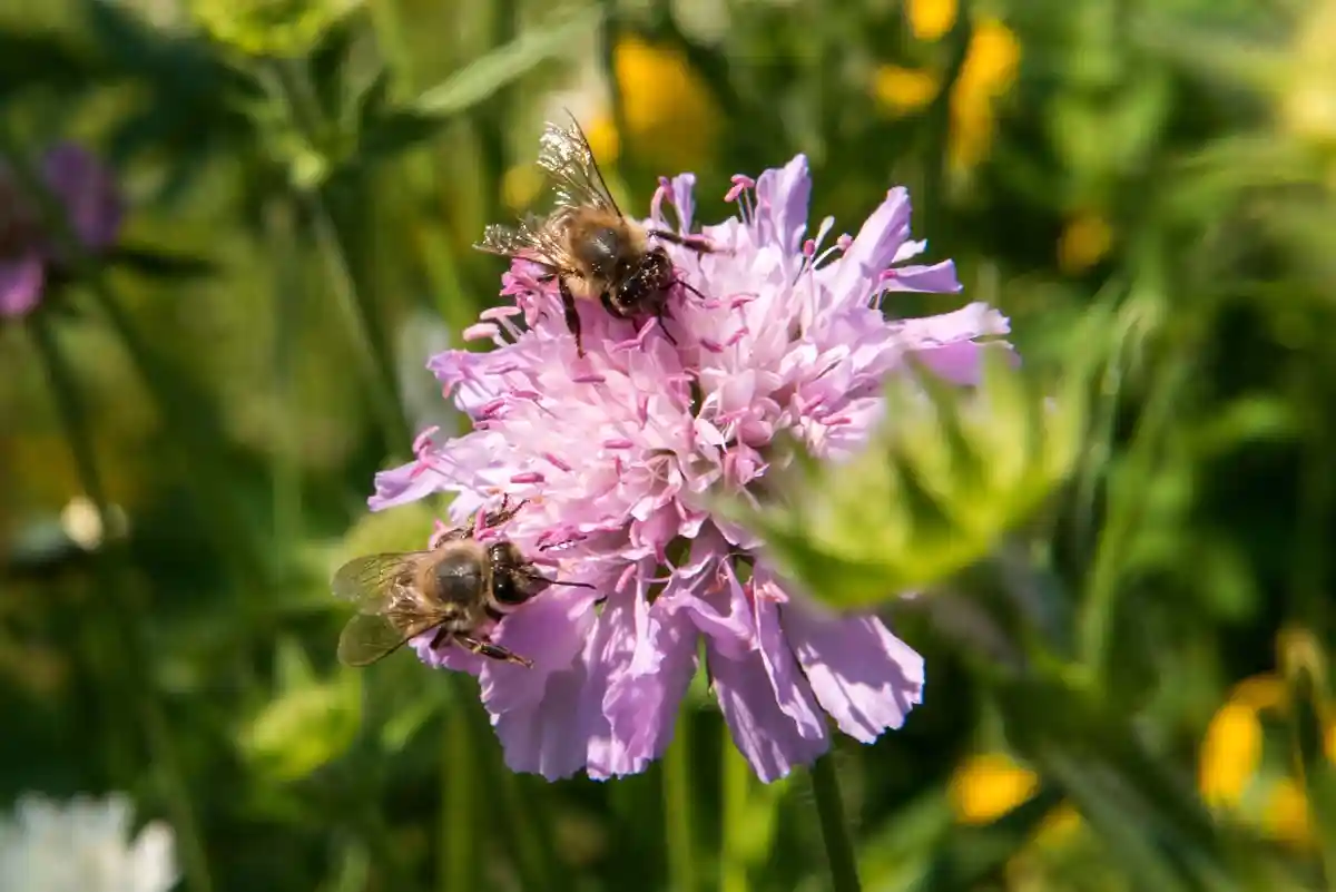 Пчелы на полевом цветке
