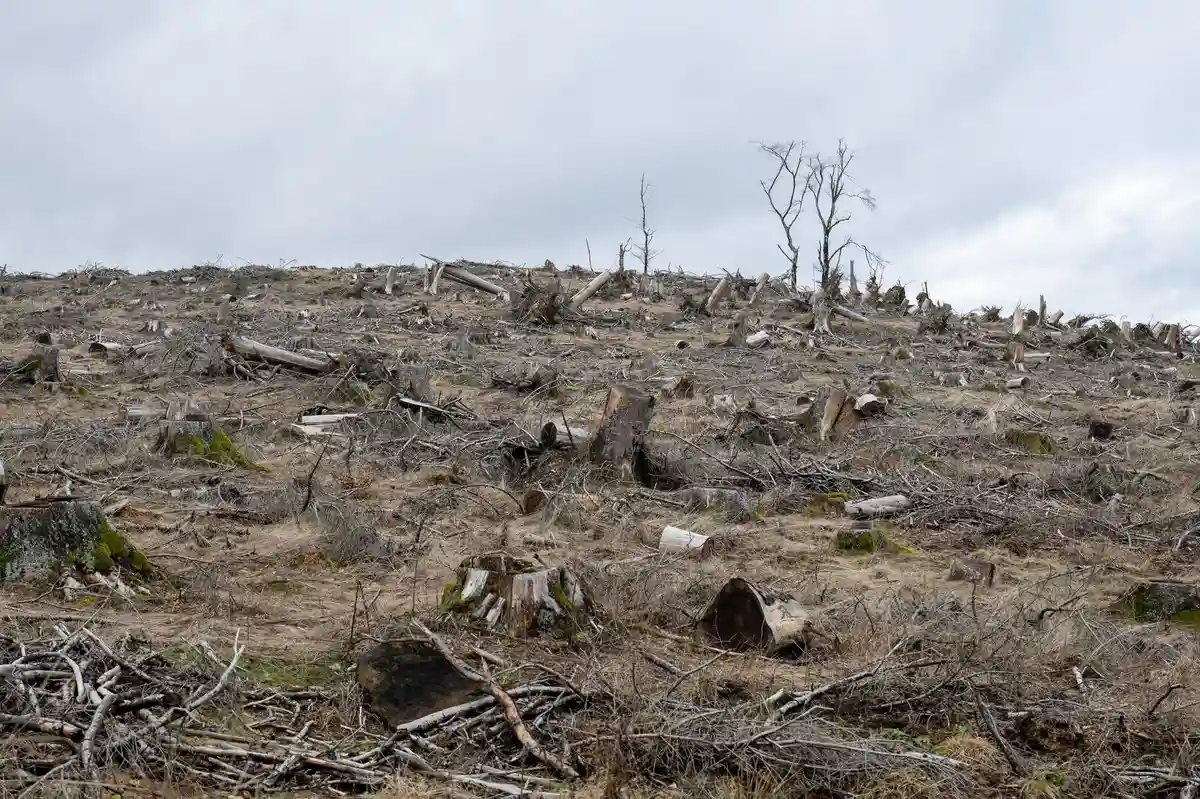Вымирание лесов