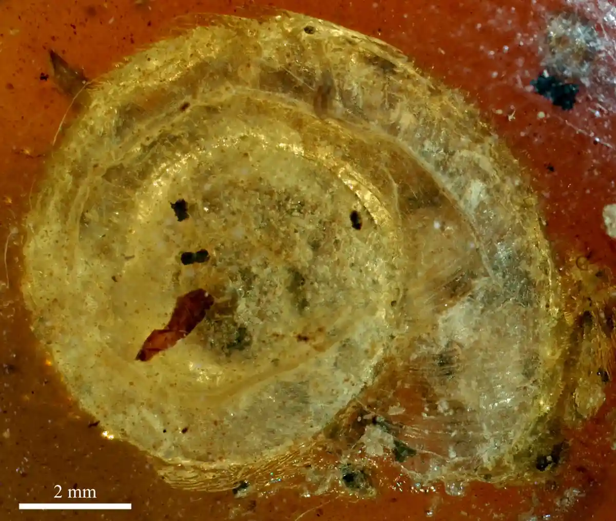 Ископаемая улитка возрастом 99 миллионов лет в Кольмаре