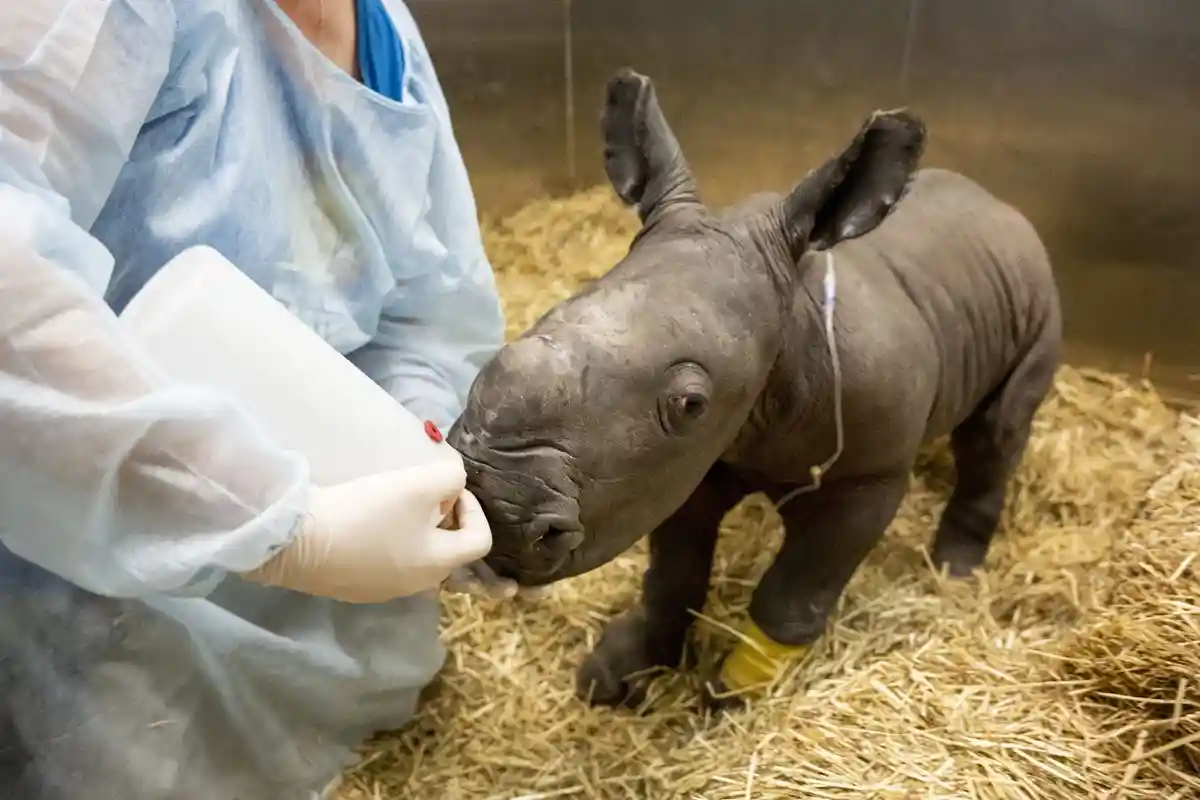 В австралийском зоопарке впервые родился белый носорог