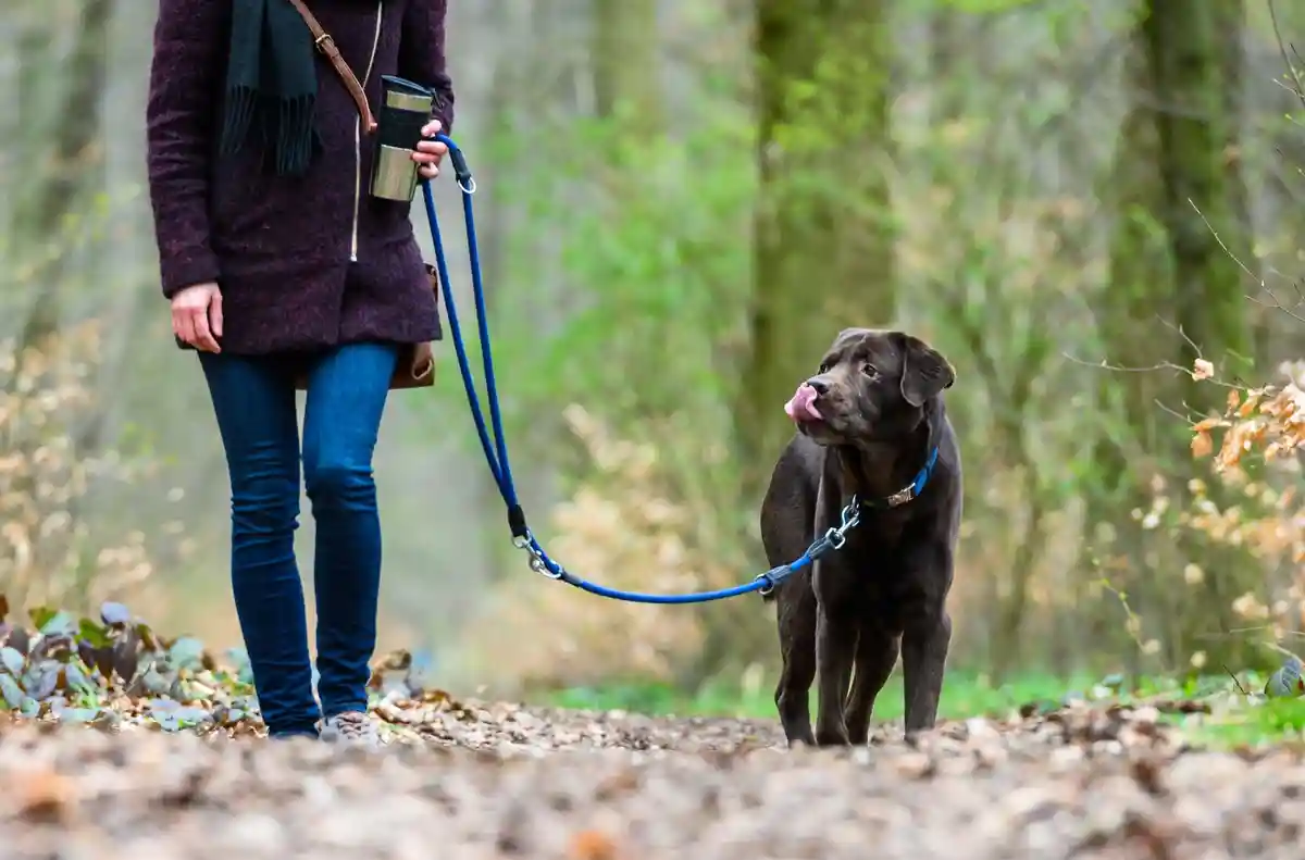 Поводки для собак обязательны в немецких лесах и парках