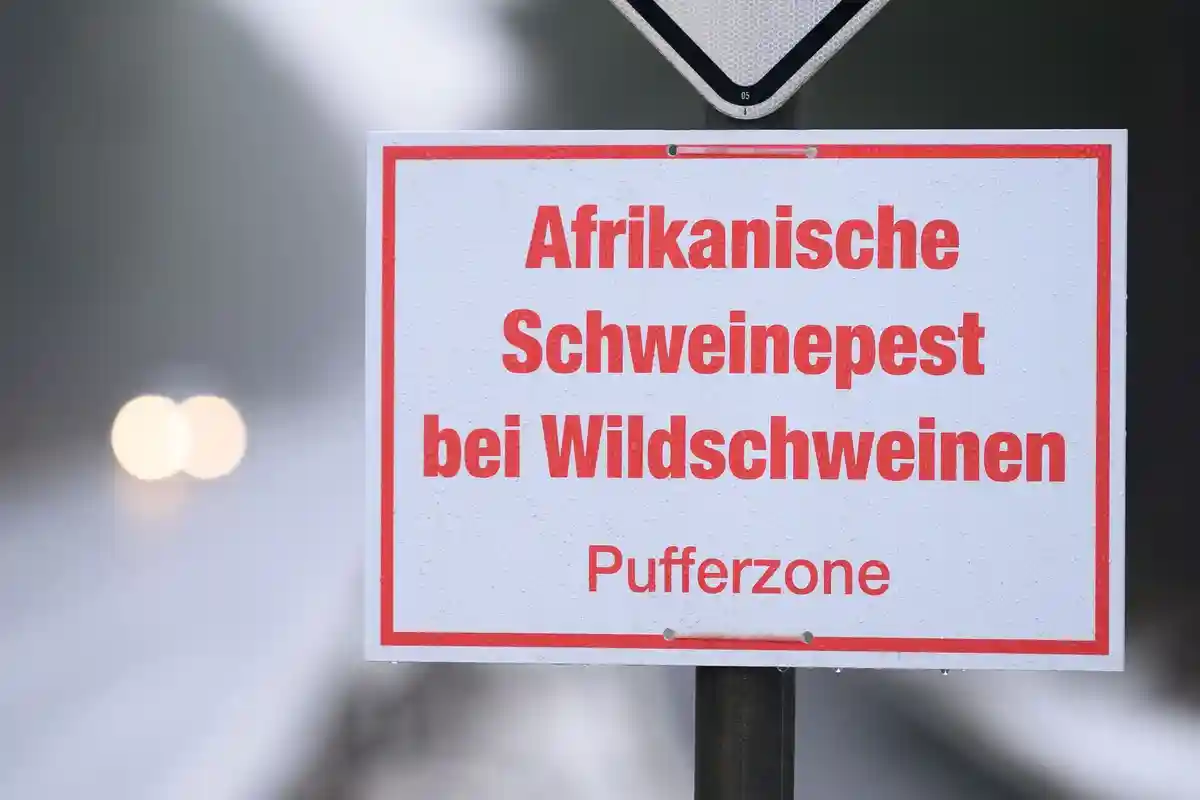 Дрезден спасается от чумы свиней забором длиной 5 км