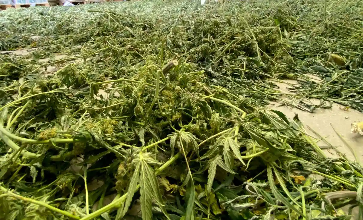 Anbau und Transport von Cannabis.  Foto: Landespolizeiinspektion Saalfeld/dpa