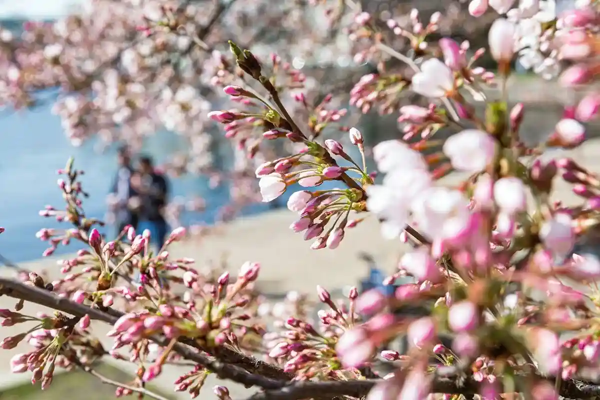 Где насладиться цветением сакуры в Германии. Фото: dpa