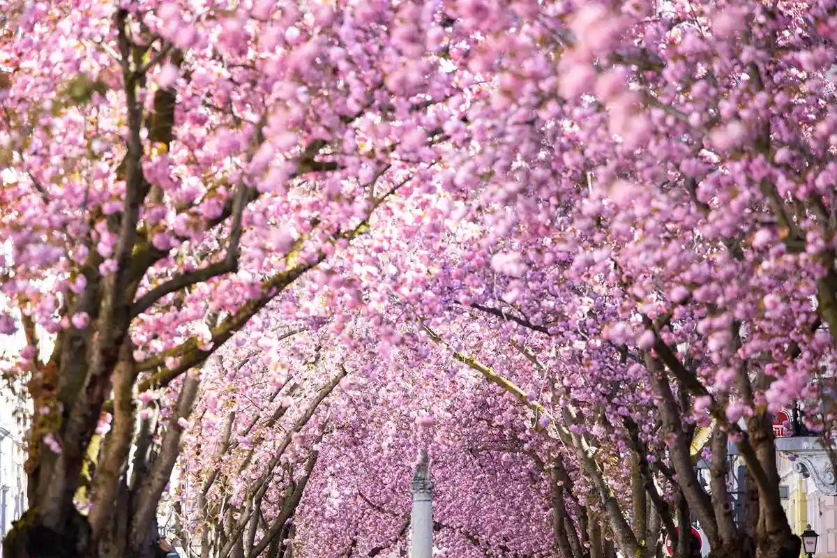 Где насладиться цветением сакуры в Германии