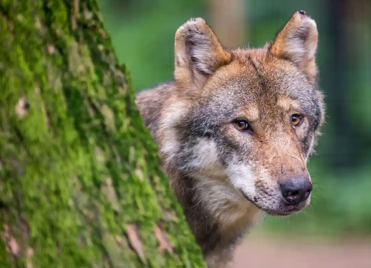 Постановление об отстреле волков в Тироле вступило в силу