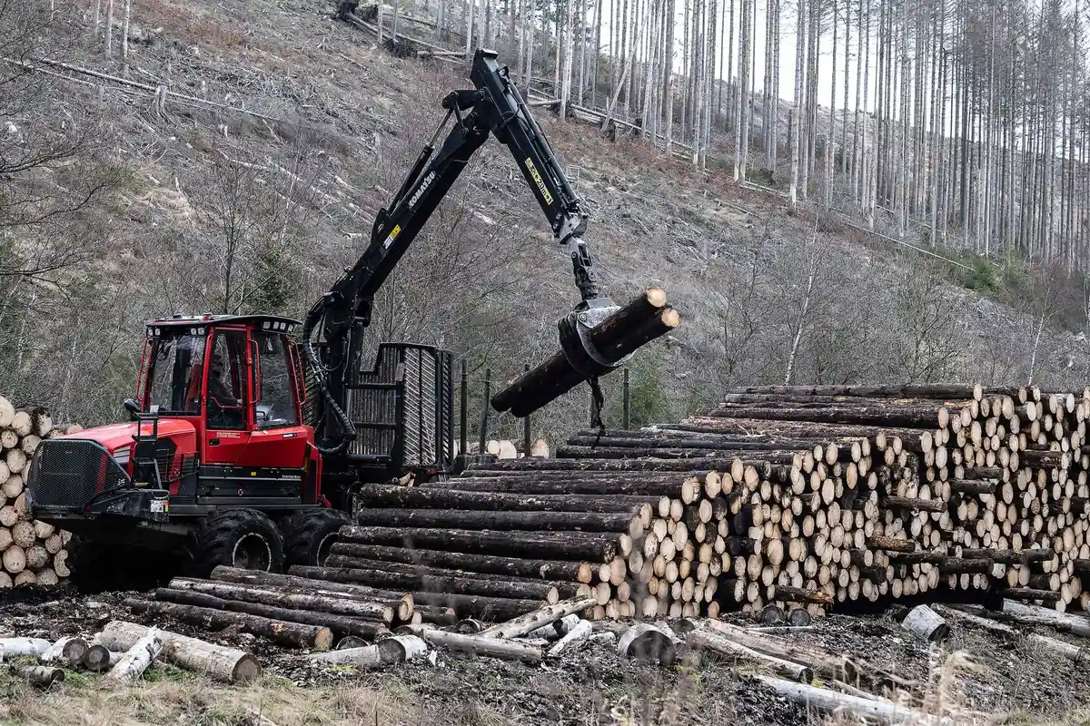 Ландесфорстен расформировывает склады древесины в горах Гарц