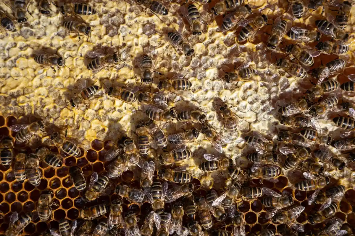 Пчеловоды бьют тревогу из-за поддельного импортного меда