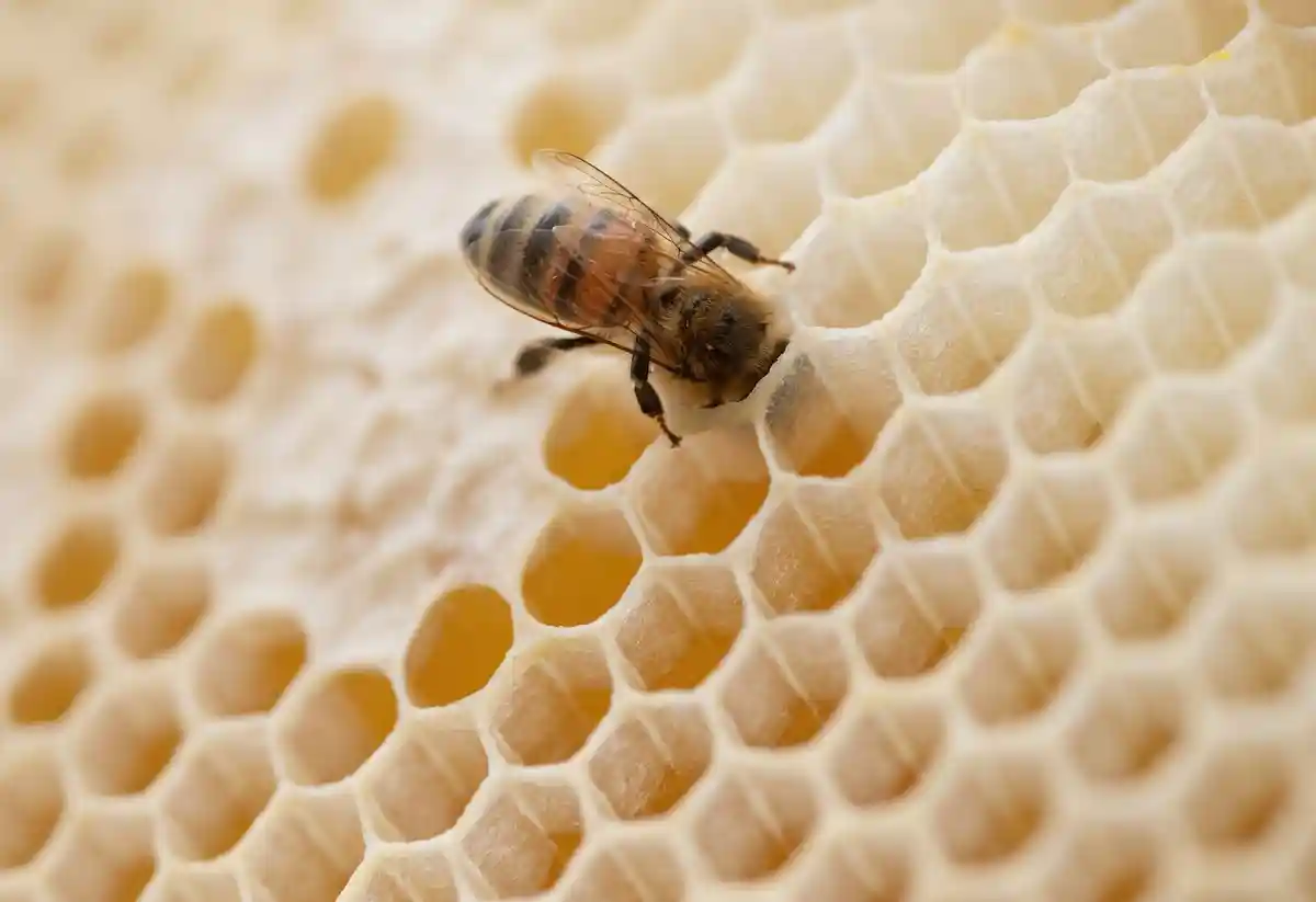 Берлин: на пасеках Нойкёльна вспыхнуло заболевание пчел
