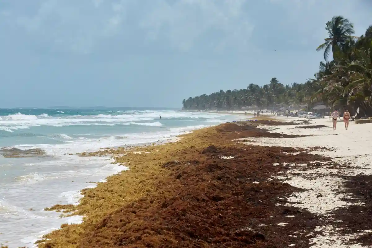 Кошмар бурых водорослей на Карибах