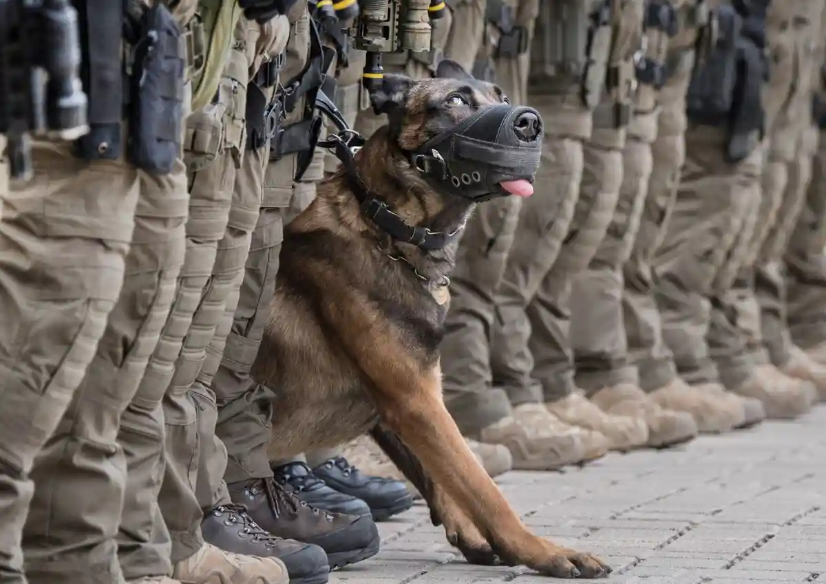 Собаки помогли тюрингской полиции в 3100 операциях