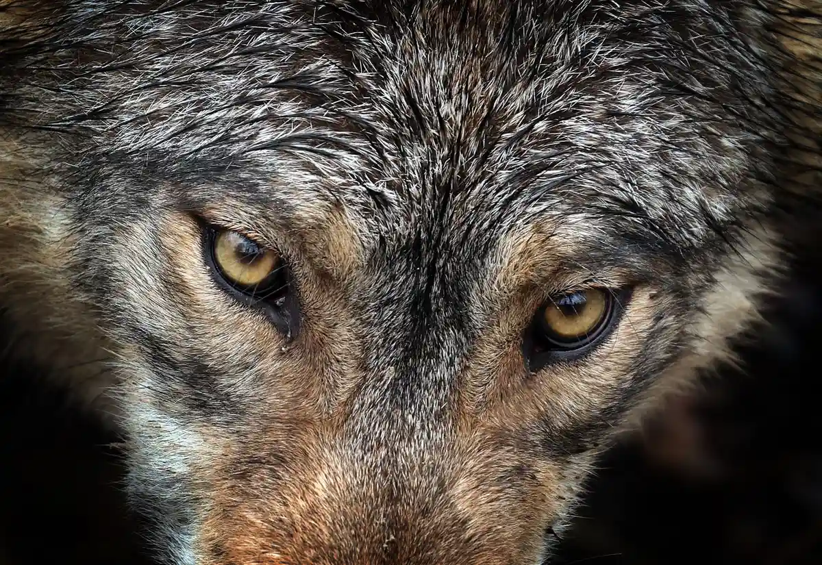 Волк-мигрант застрелен охотником в Венгрии