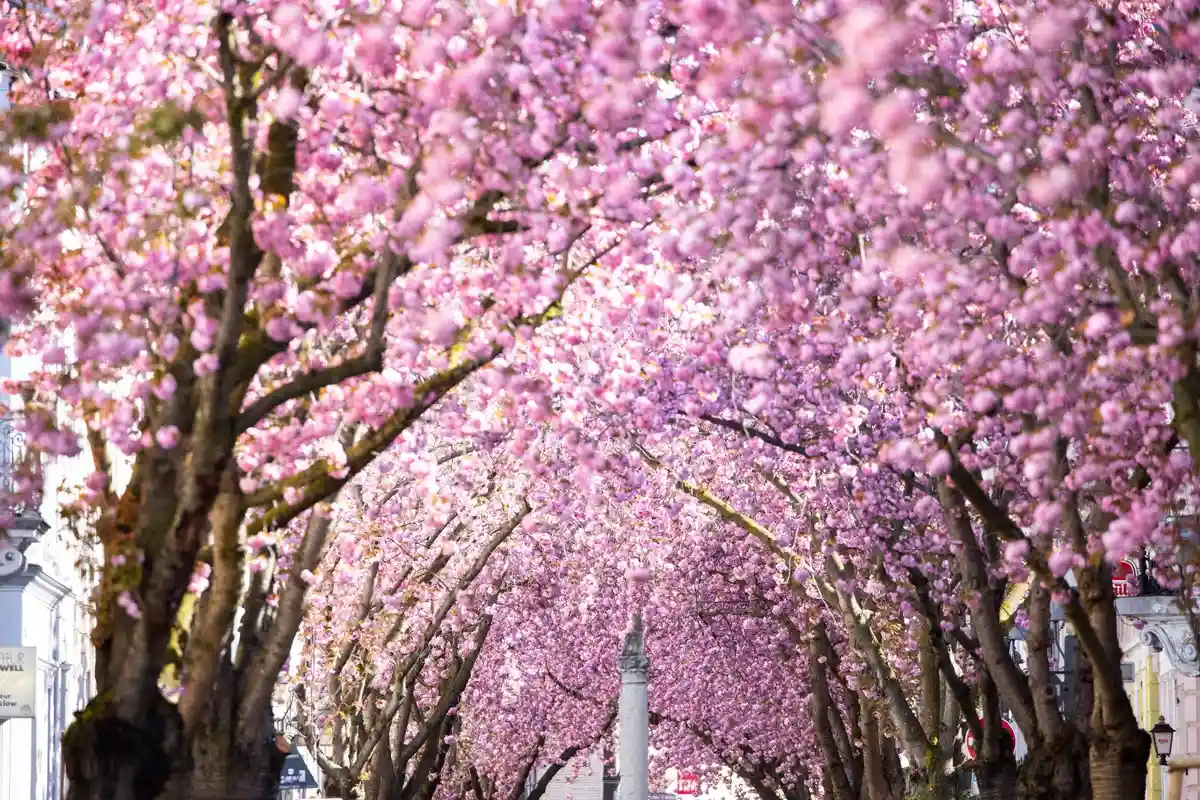 В Бонне началось цветение сакуры