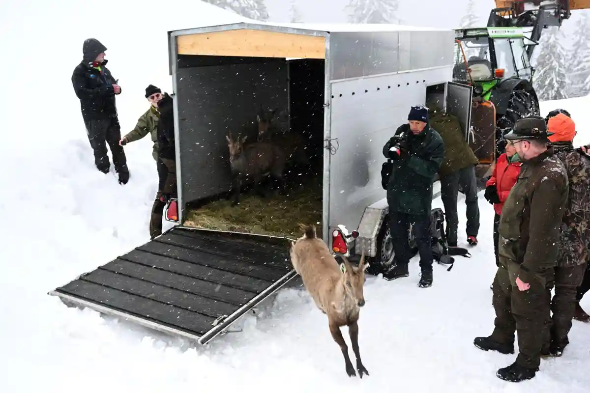 Швейцарские горные козлы прибыли в Баварию