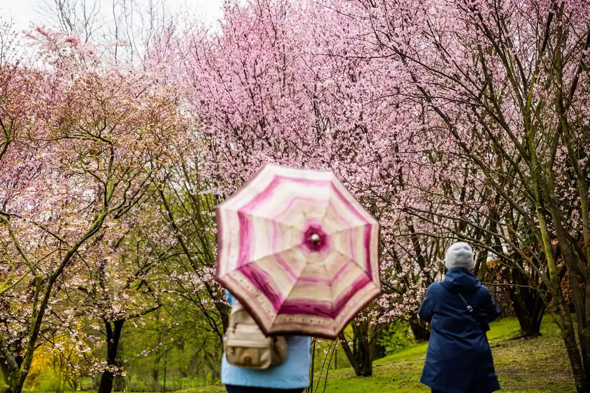 Фестиваль цветения вишни в берлинских "Садах мира