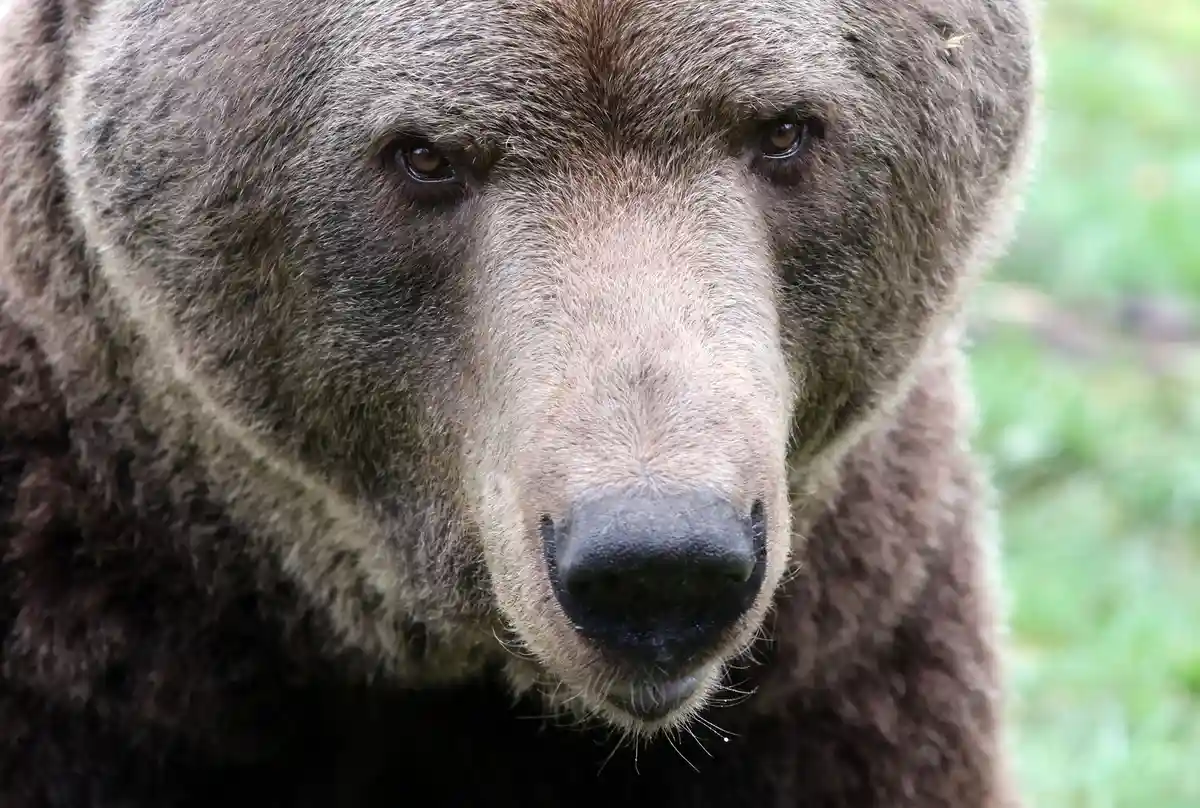 3 бурых медведя переехали из Швеции в Берлинский зоопарк
