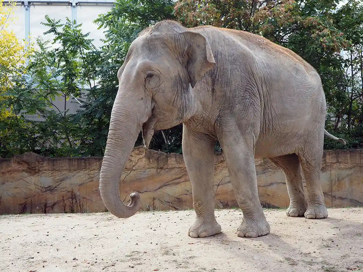 Слониха Дон Чанг из Лейпцига переехала в зоопарк Котбуса