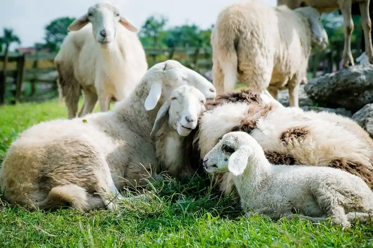 Чума добралась до животных Европы: страдают не только коровы, но и овцы. Фото: khoinguyenfoto / pixabay.com