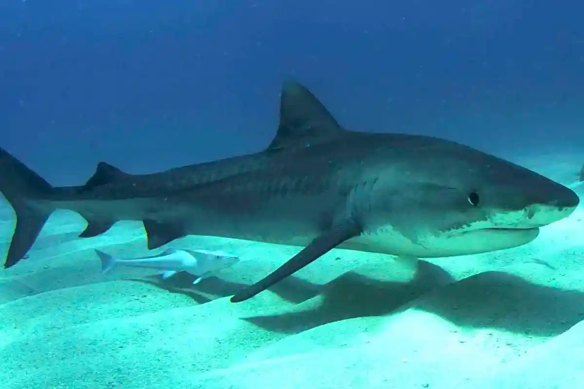 Тигровая акула. Фото: Wikipedia.org