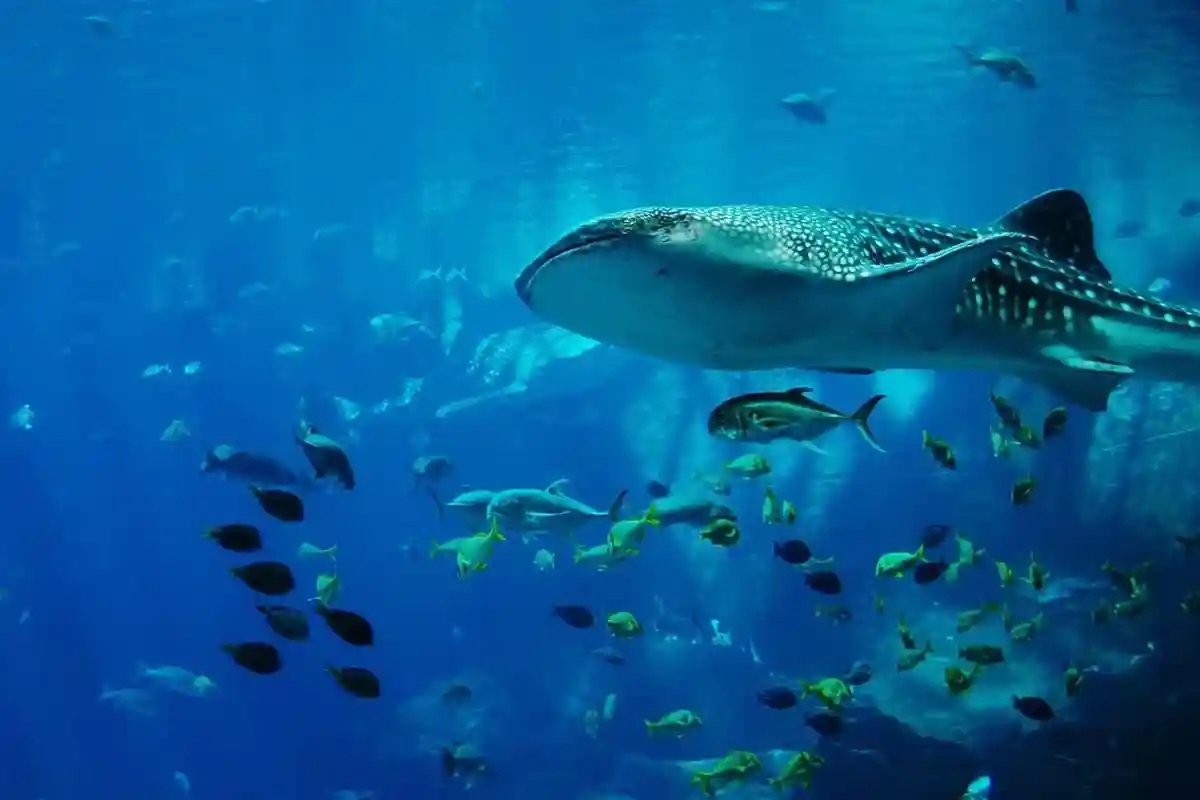 Максимальная длина тела китовой акулы, по разным данным, варьируется от 14 до 20 метров, при этом весить такой гигант может около 30 тонн. 
Фото: Pixabay.com / Domingo Trejo